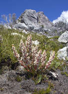 Image of Dracophyllum milliganii Hook.