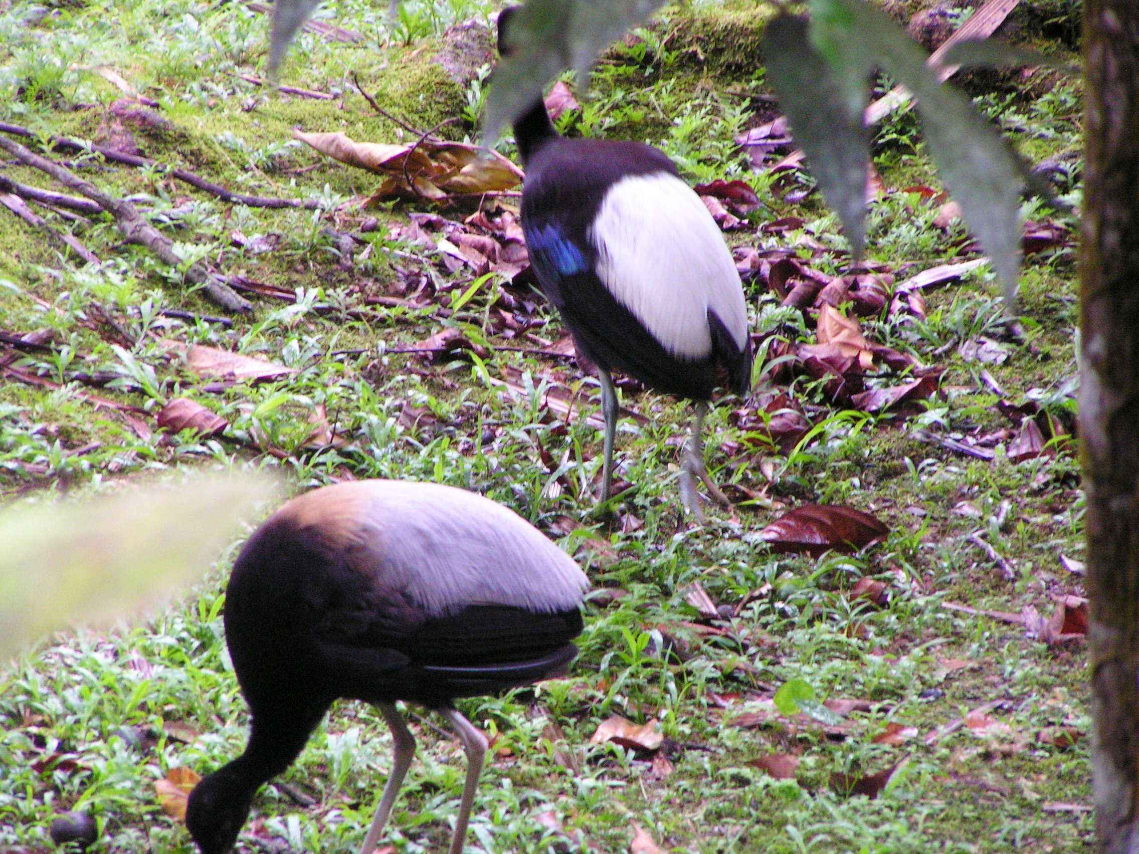 Image of trumpeters