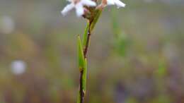 Слика од Leucopogon virgatus (Labill.) R. Br.