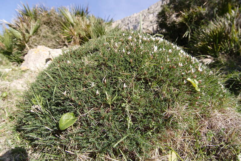 Image of Astragalus balearicus Chater