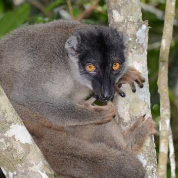 Image of true lemur