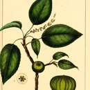 Image of manchineel