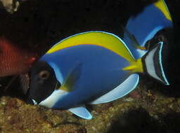 Imagem de Acanthurus leucosternon Bennett 1833