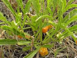 Image of coastal groundcherry