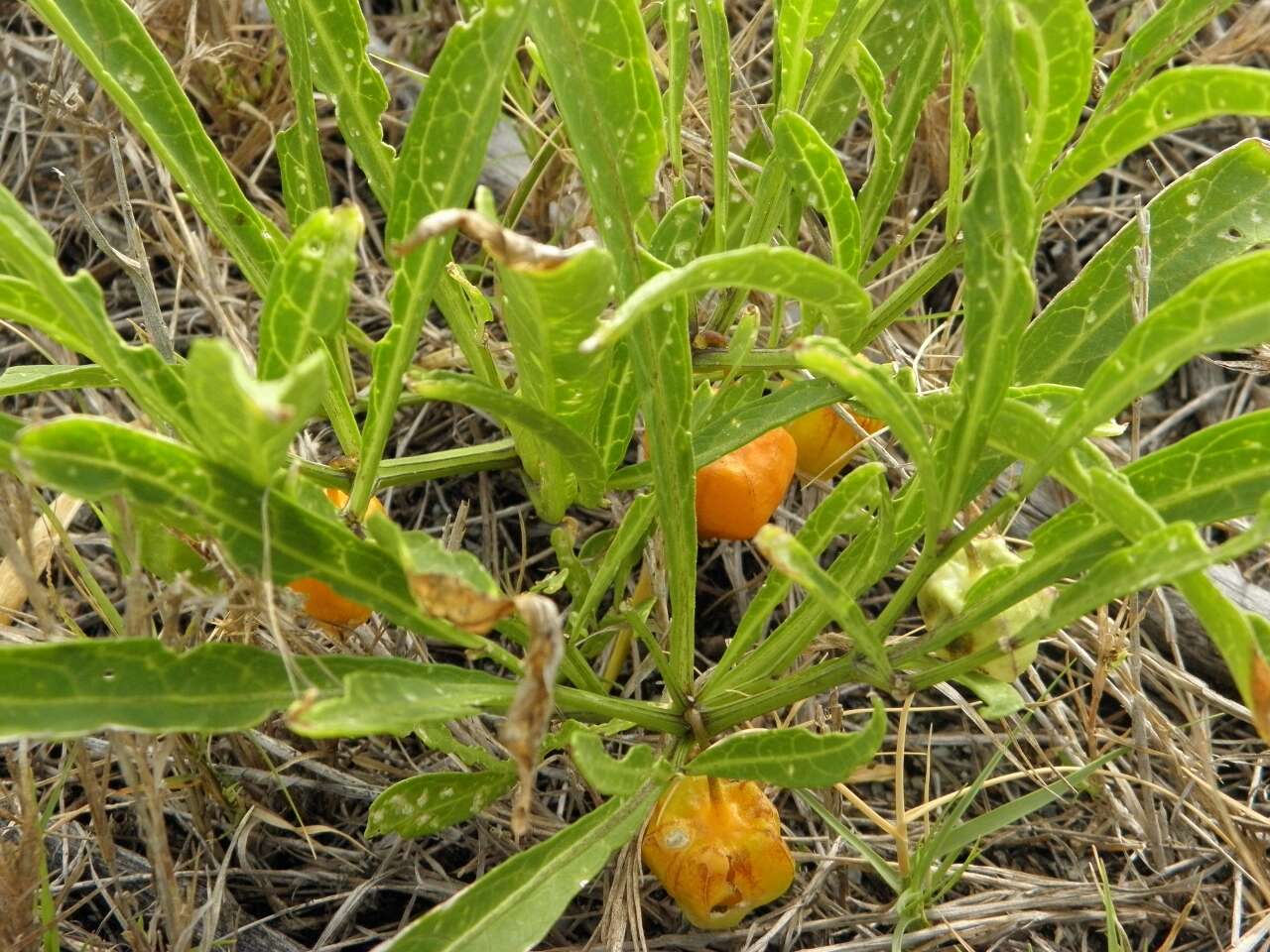 Image of coastal groundcherry