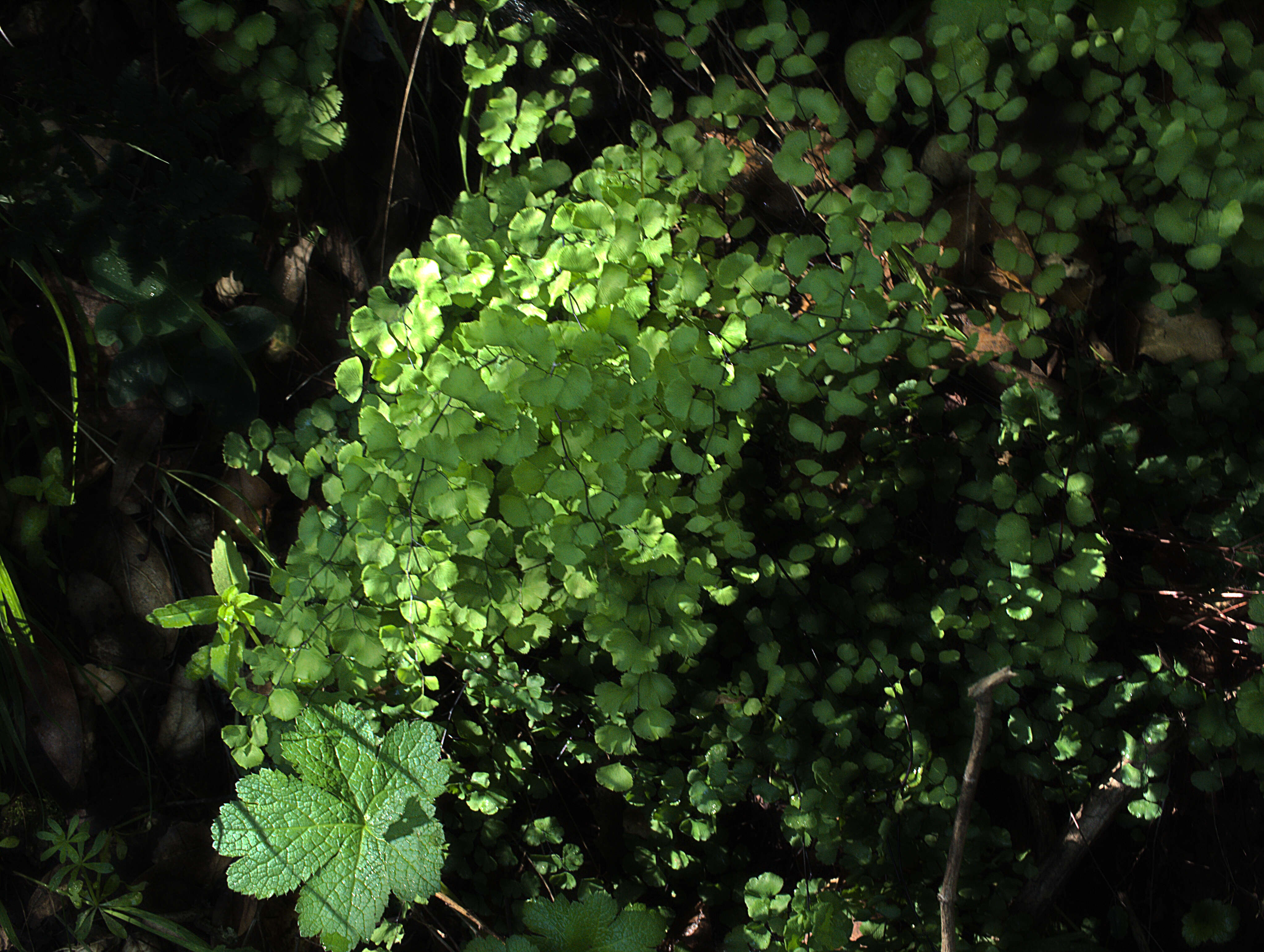 Image of maidenhair fern