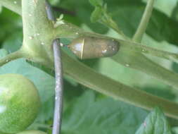 Image of Monarch Butterfly