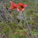 Image of Hippeastrum aulicum (Ker Gawl.) Herb.