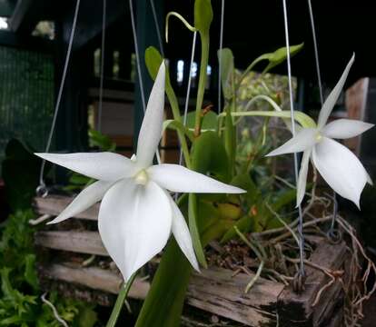 Image de Angraecum leonis (Rchb. fil.) André