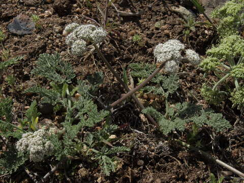 Imagem de Lomatium nevadense (S. Wats.) Coult. & Rose