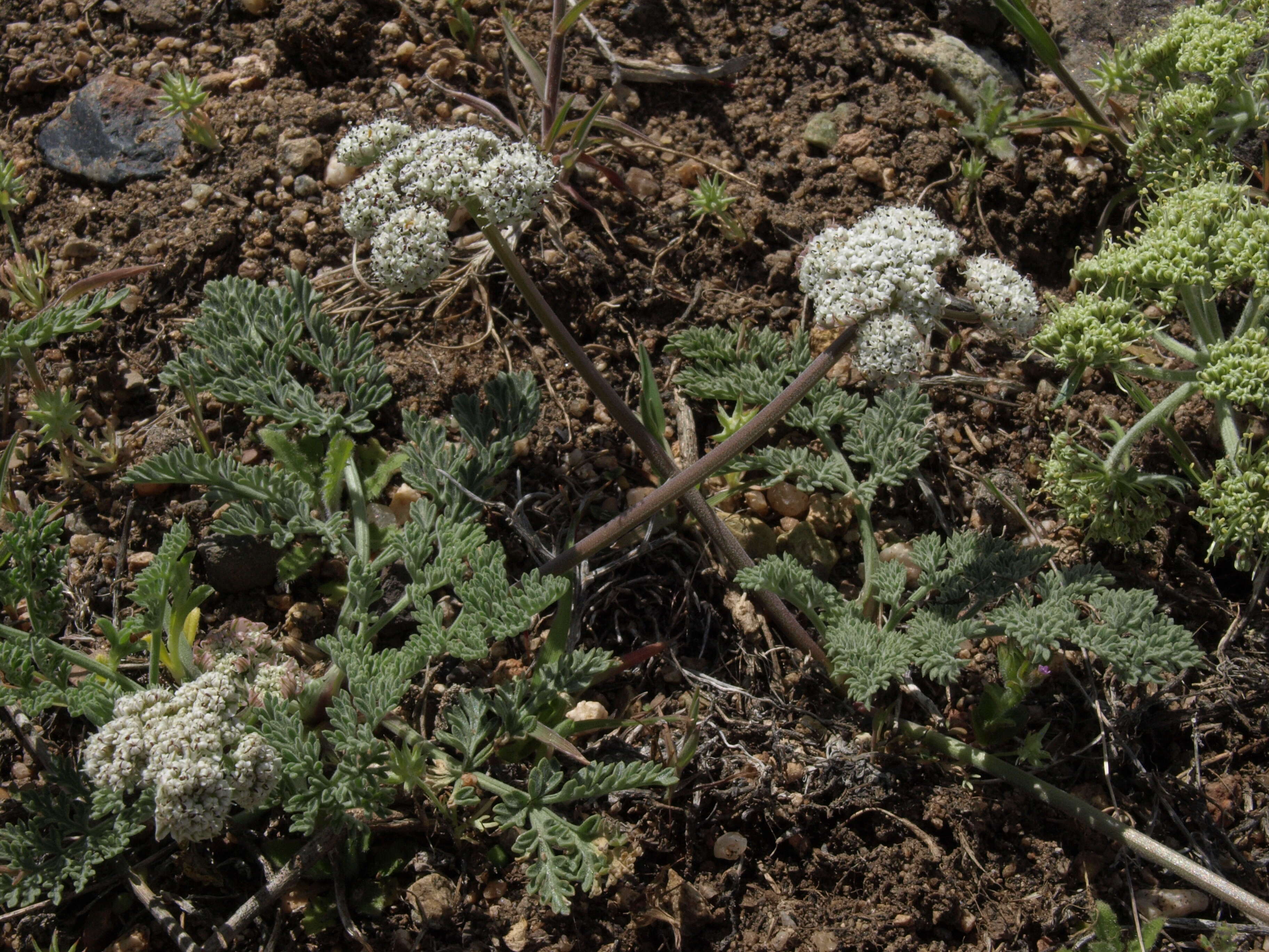 Image de Lomatium nevadense (S. Wats.) Coult. & Rose