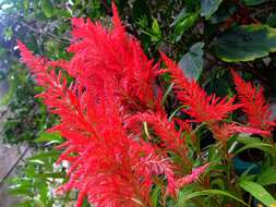 Imagem de Celosia argentea L.