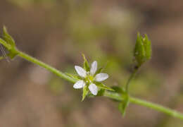 Image of Arenaria