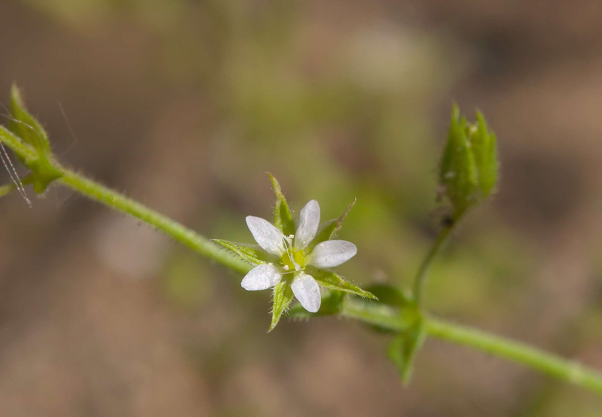 Image de Arenaria