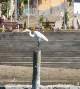 Image of Great Egret