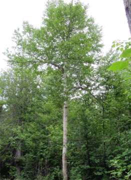 Image of paper birch