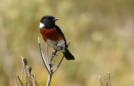 Image of African Stonechat