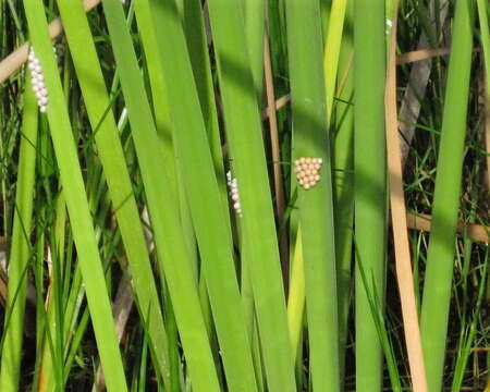 Image of Florida Applesnail