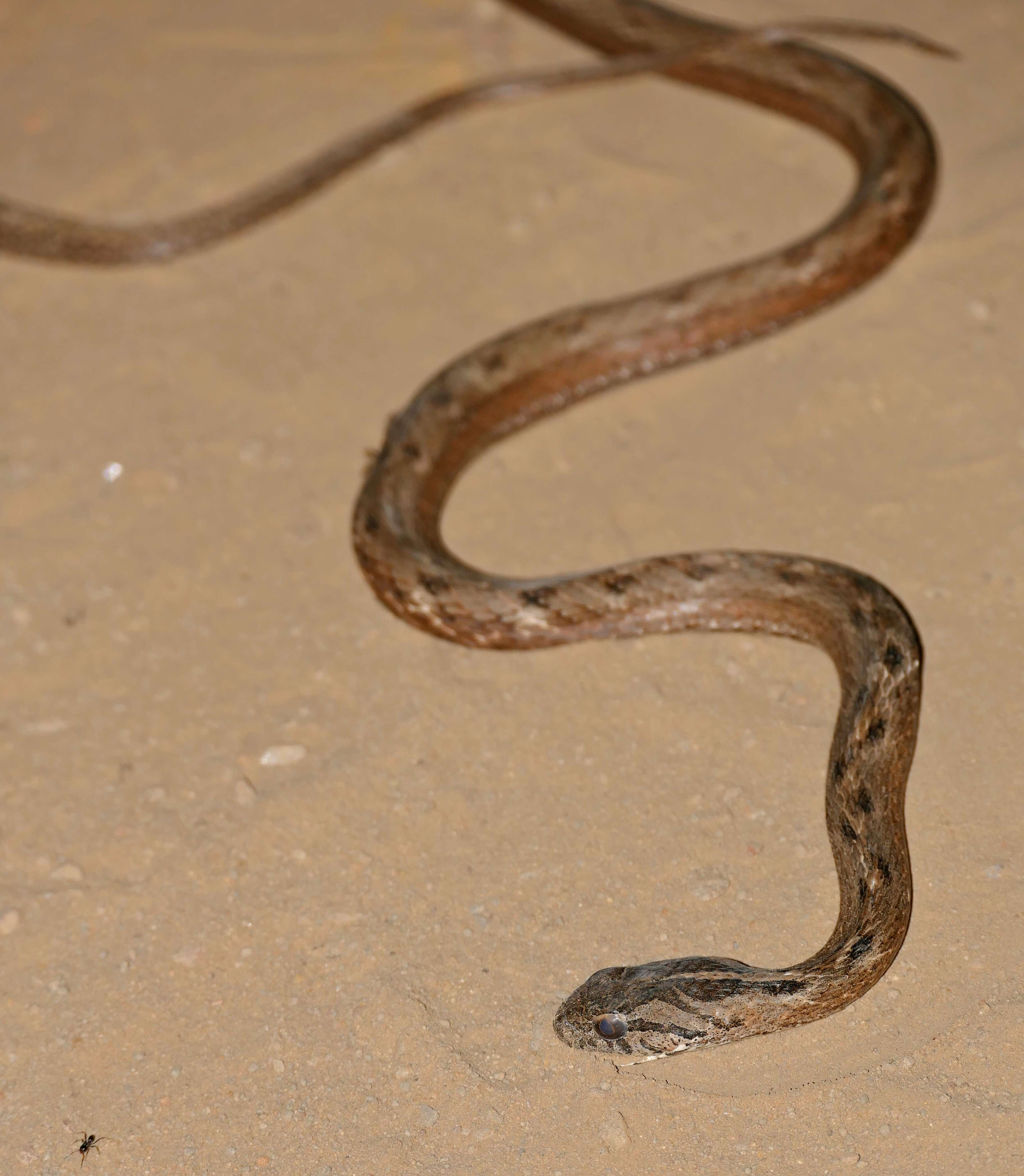 Imagem de Thamnodynastes chaquensis Bergna & Alvarez 1993