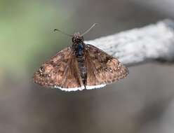 Image of Mournful Duskywing