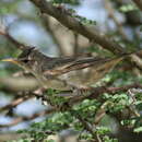 Image of Olive-tree Warbler