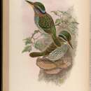 Image of Spotted Wood Kingfisher