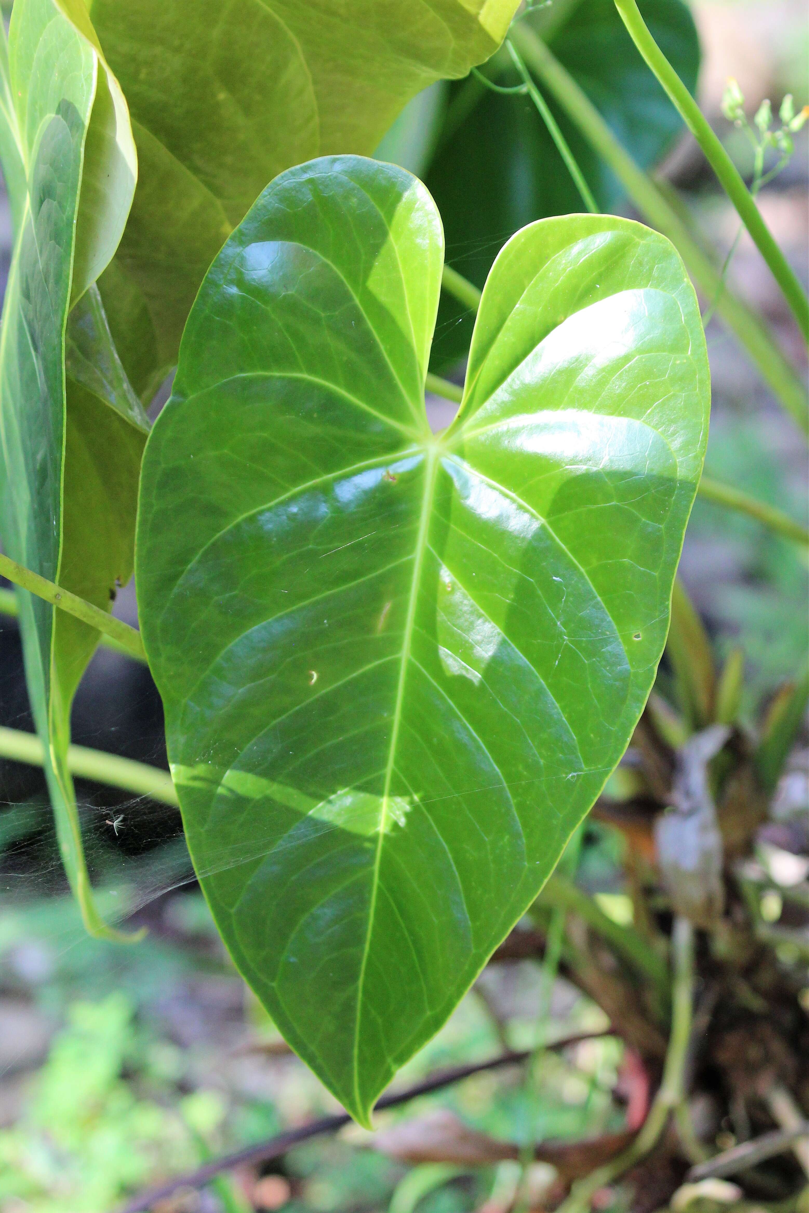 Image of Magnoliophyta