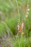 Gladiolus densiflorus Baker resmi