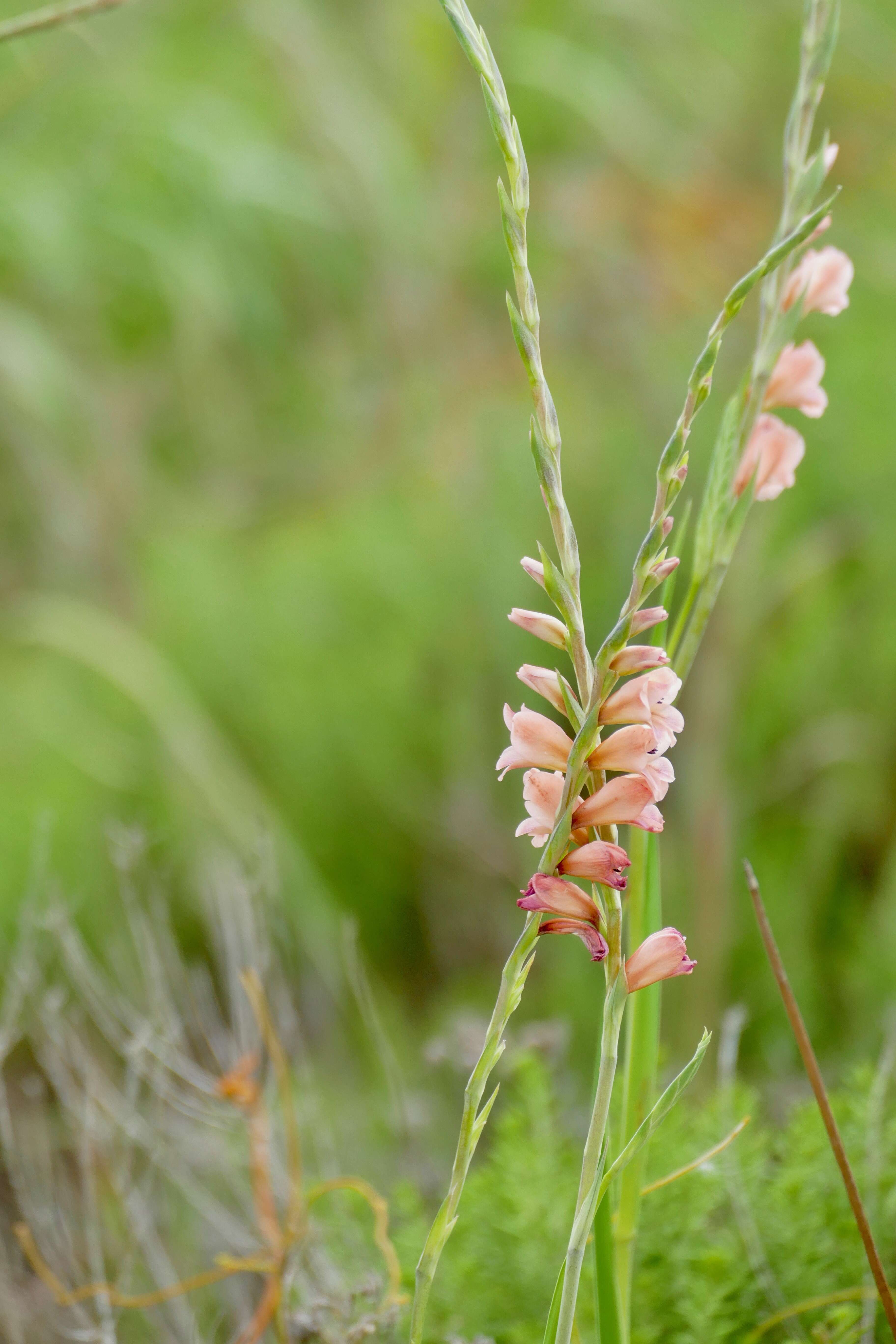 Gladiolus densiflorus Baker resmi