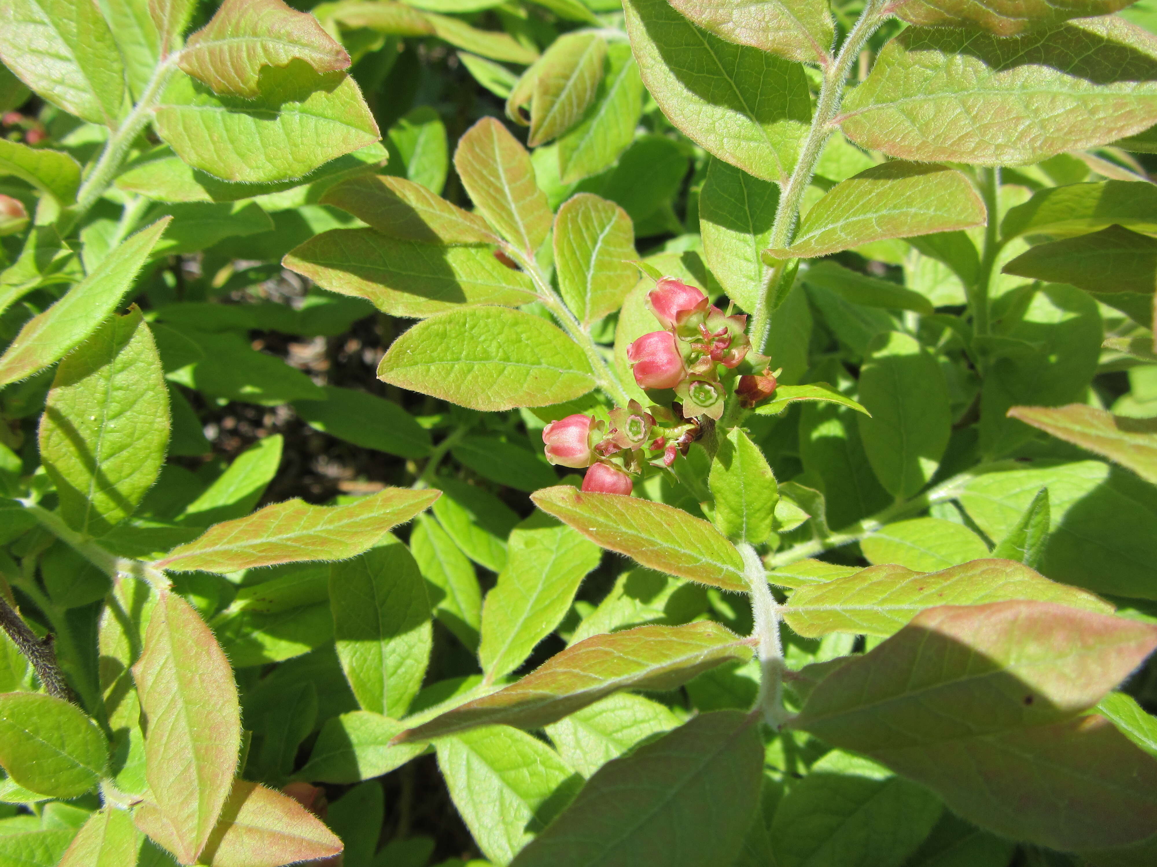 Image of blueberry