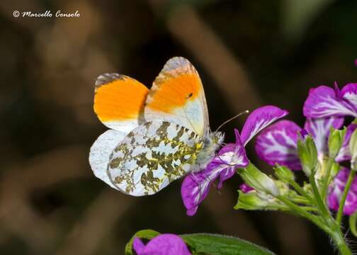 Image of Orangetips