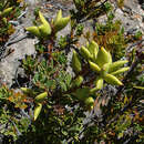 Image of Orites myrtoidea Benth. & Hook. fil.