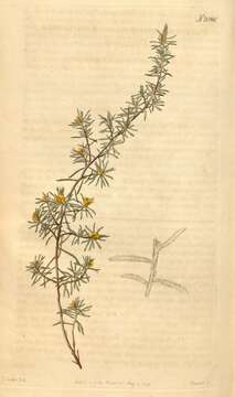 Image of Pultenaea tenuifolia Sims