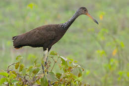 Image of limpkins