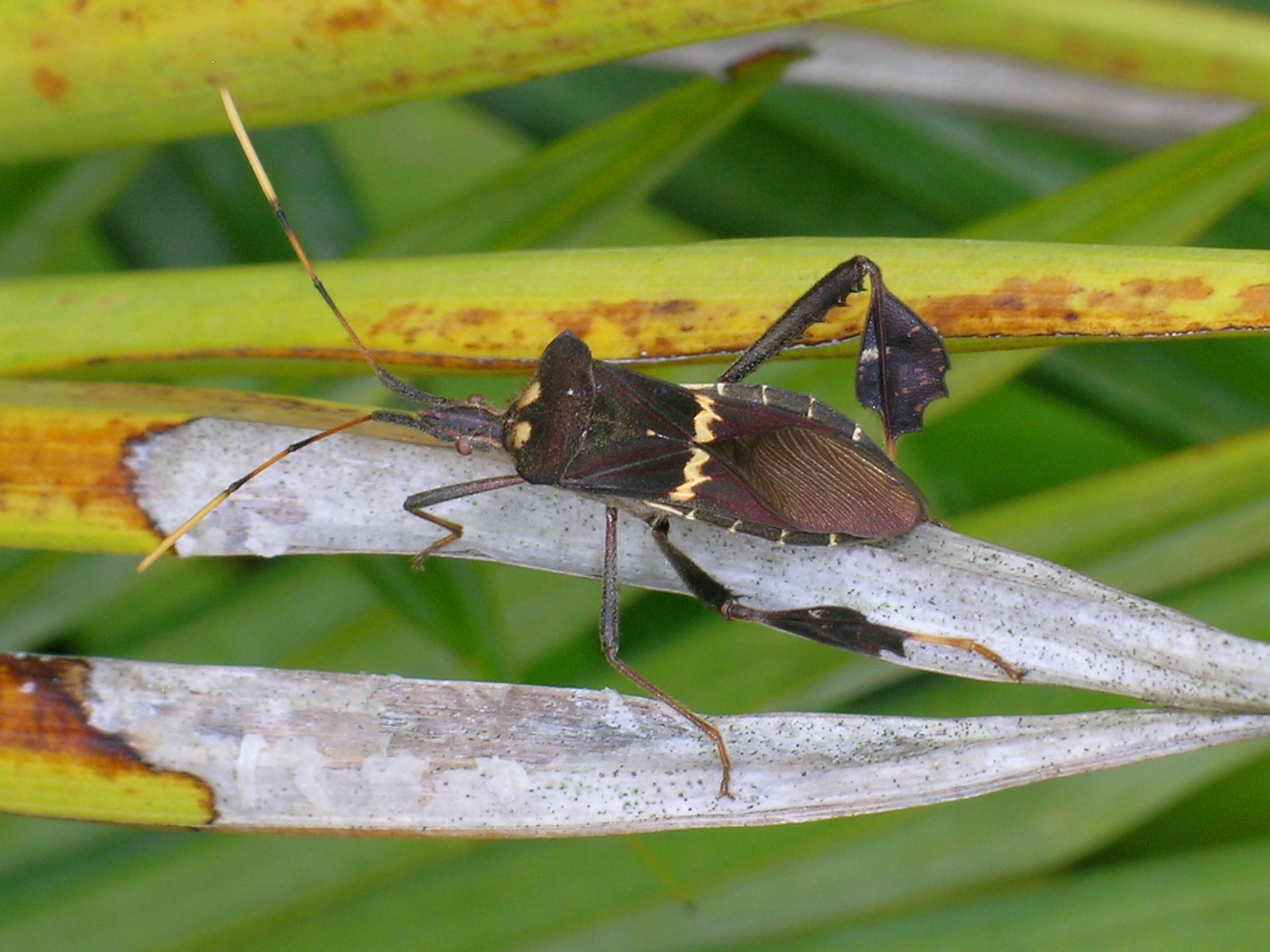 Image of Leptoglossus