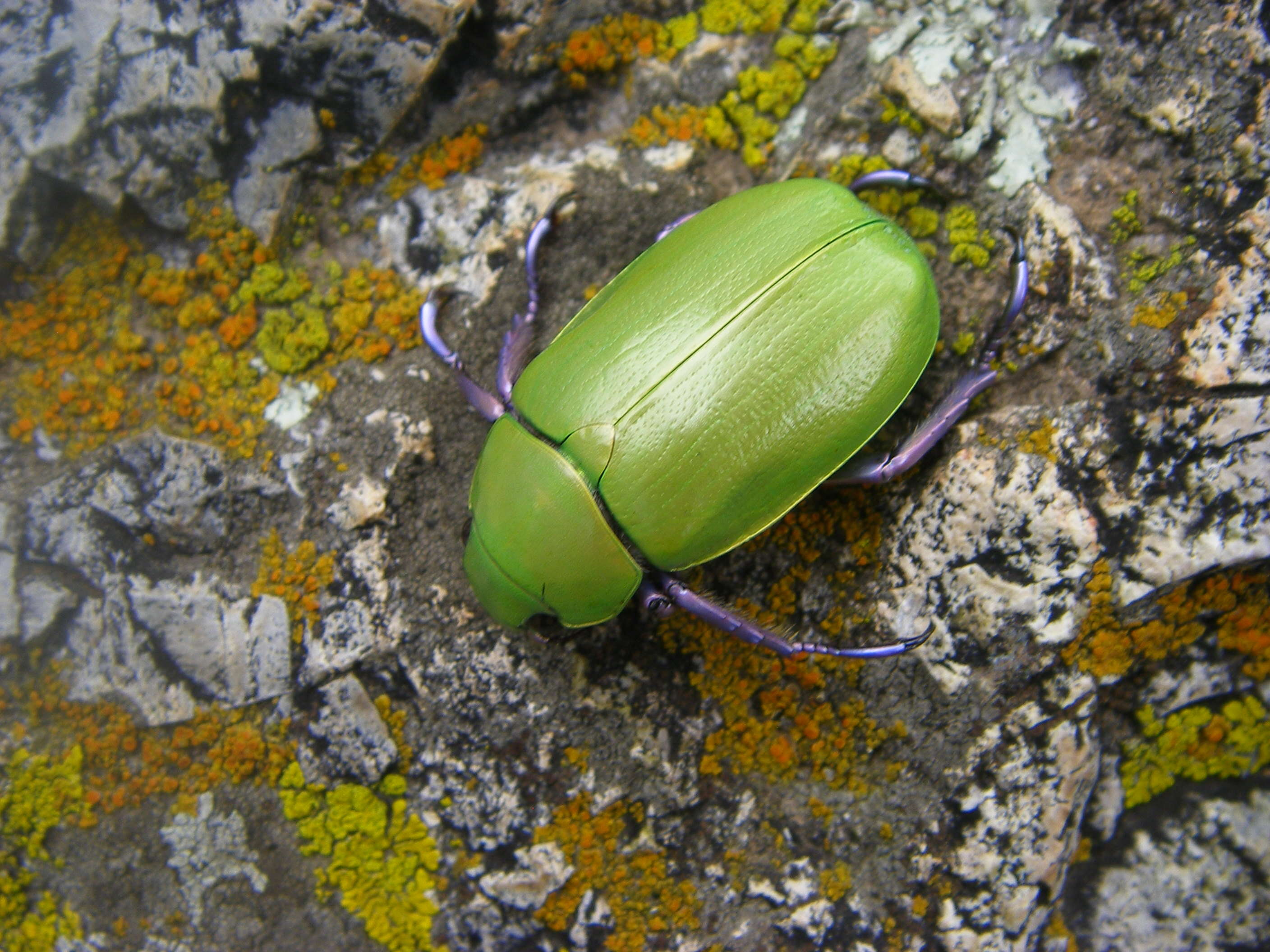 Image of Jewel scarab