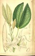 Image of bauhinia