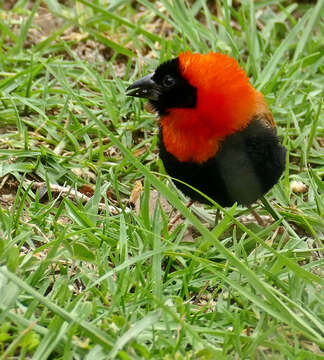 Image of Red Bishop