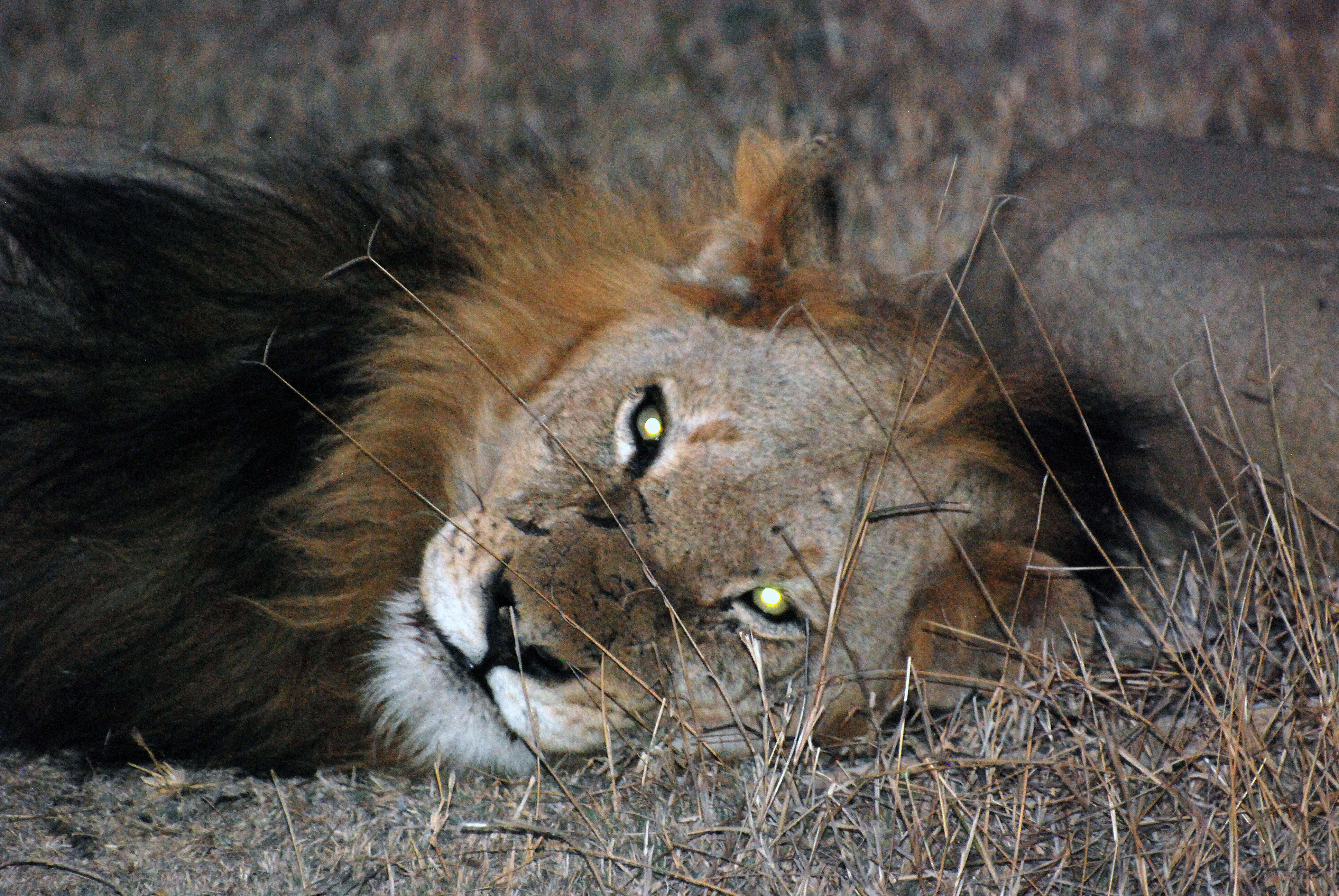 Image of big cats