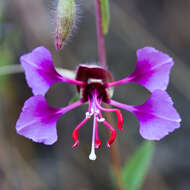 Image of elegant clarkia