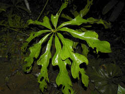 Image of Anthurium clavigerum Poepp.