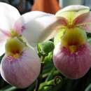 Слика од Phragmipedium schlimii (Linden ex Rchb. fil.) Rolfe