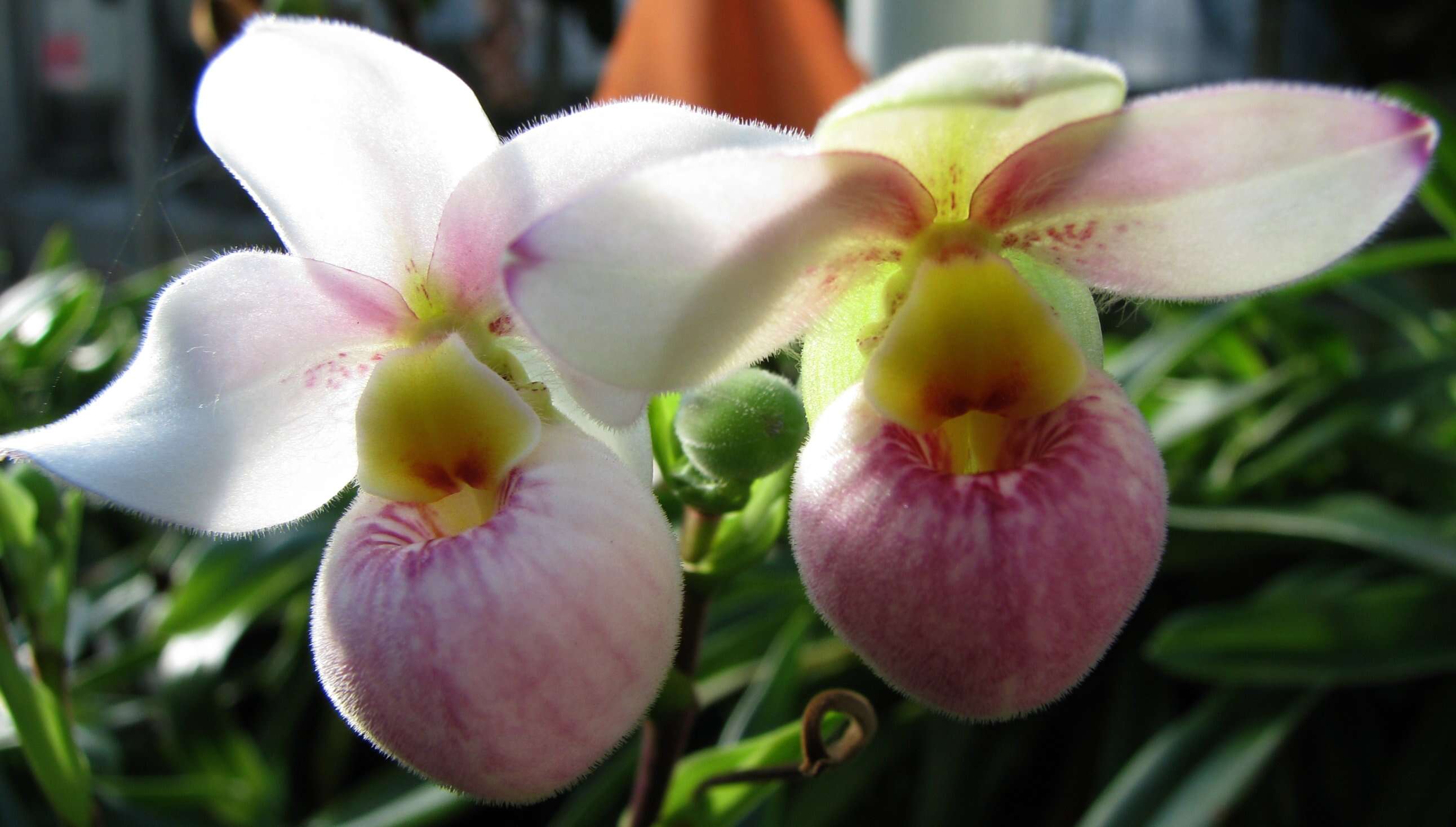 Image of Tropical Slipper Orchids