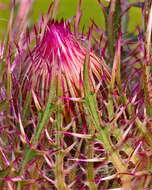 Image of yellow thistle