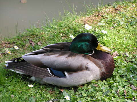 Image of Common Mallard