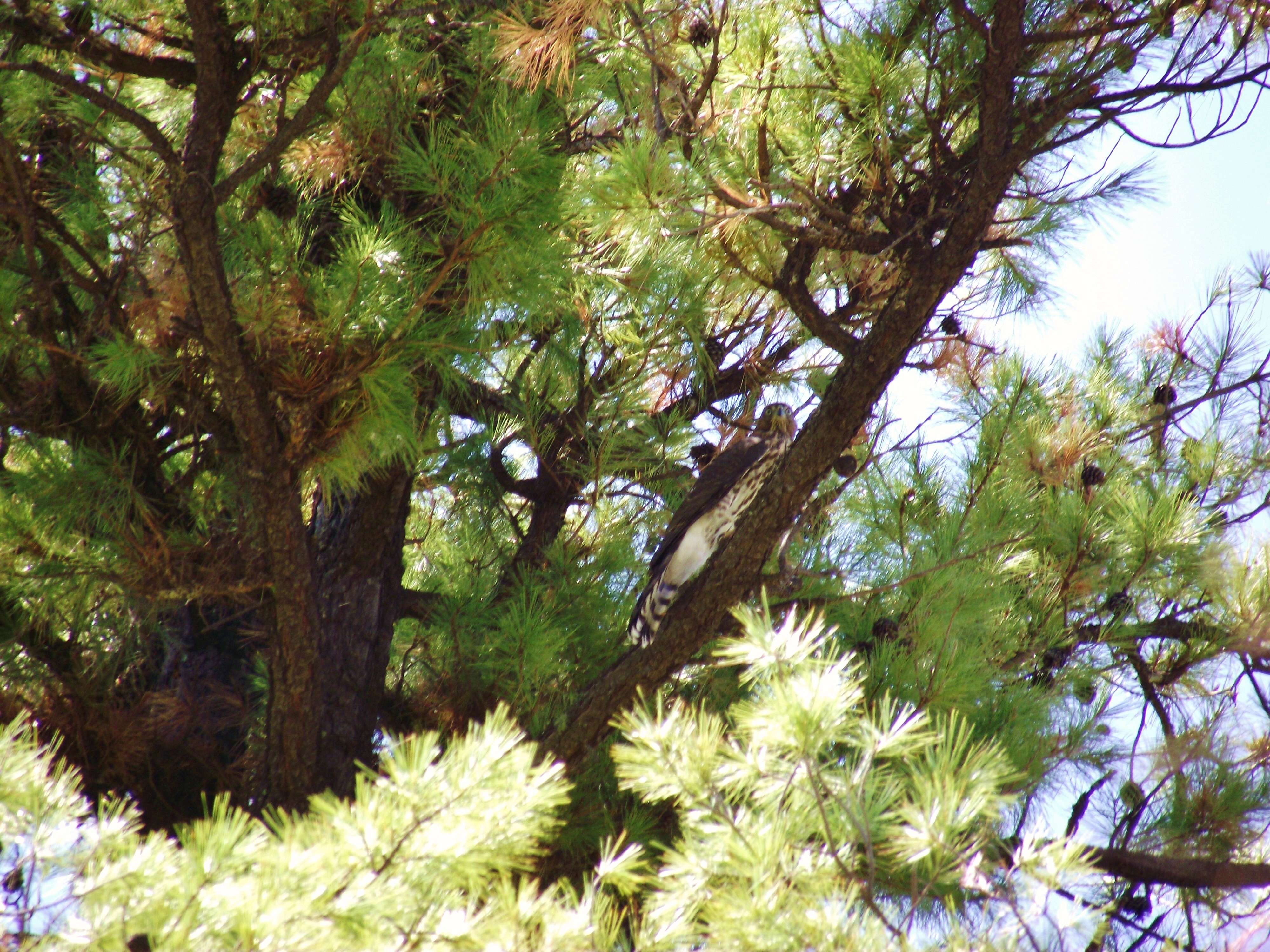 Pinus leiophylla Schiede ex Schltdl. & Cham. resmi