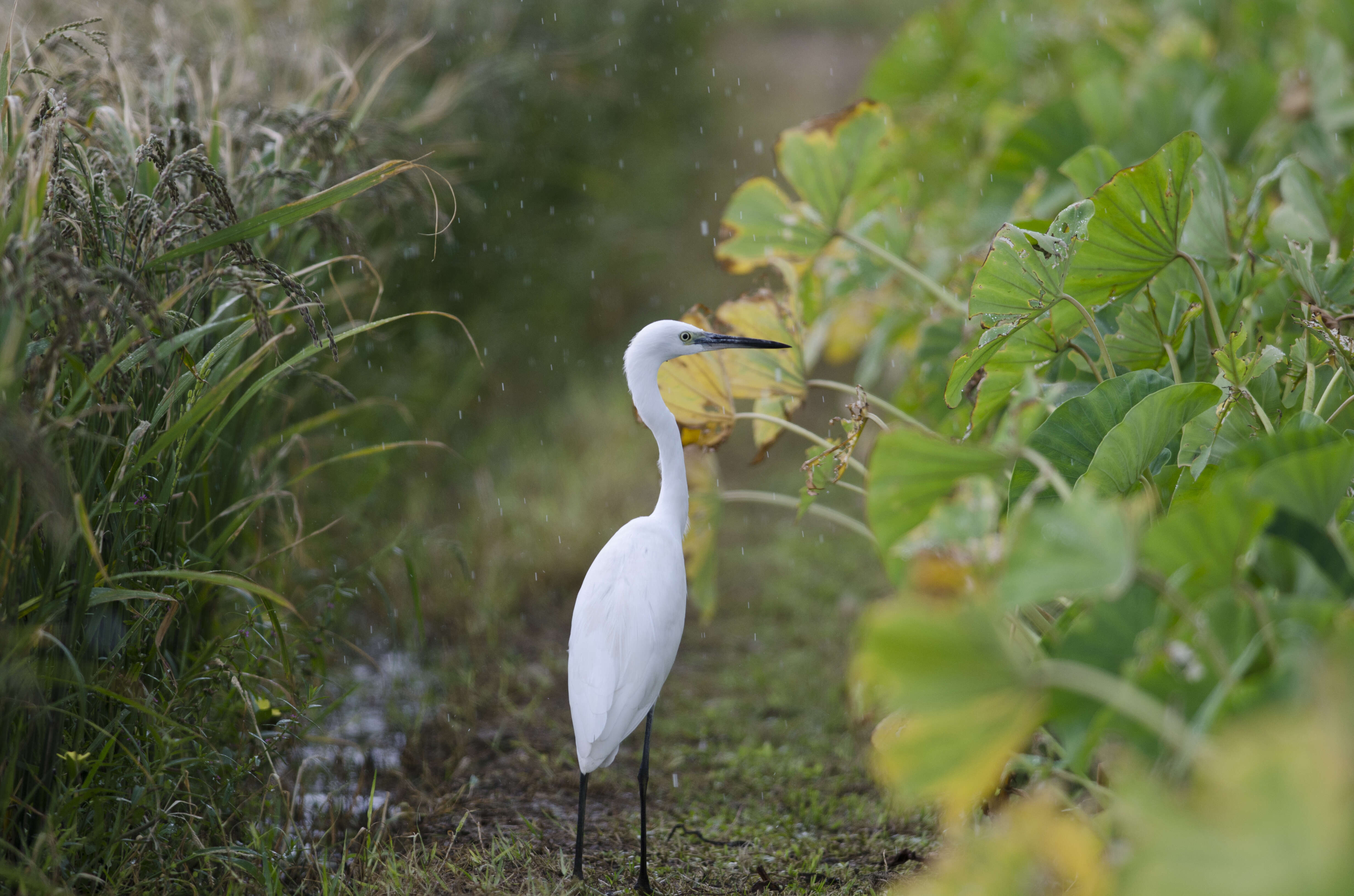 Image of Little Egret