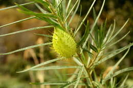 Image of Shrubby milkweed
