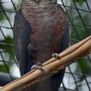 Image of Dusky Parrot