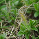 Image of Salix pyrenaica Gouan
